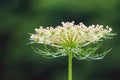 Abstract View of a Queen Anne Ã¢â¬â¢s Lace Wildflower Royalty Free Stock Photo